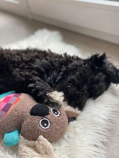 Dogorama Photo Challenge - Frühjahrsmüdigkeit-Beitrag-Bild