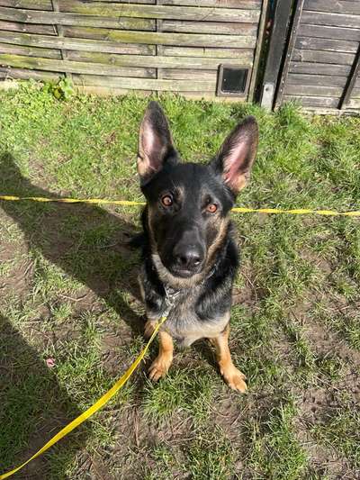 Hundetreffen-Spaziergruppe mit problematischen Hunden und Menschen mit Erfahrung gesucht!-Bild