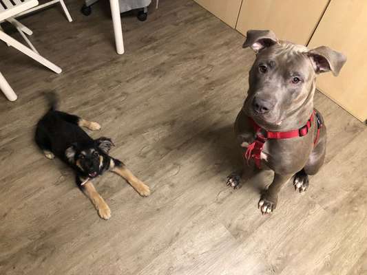 Freunde von 'Kampfhunden'-Beitrag-Bild