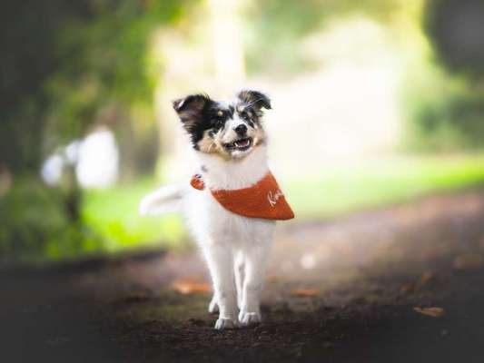 Hundetreffen-Welpentreff im Geiseltal-Bild