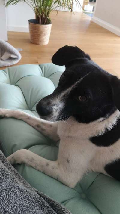 Hundetreffen-Gassibuddy / Trainingspartner / Social walk-Bild