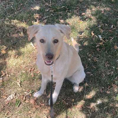 Hundetreffen-Brauche Hilfe-Bild