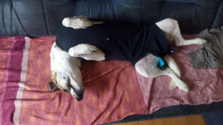 Halskrause nach op-Beitrag-Bild