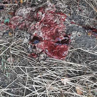 Giftköder-Mageninhalt durchsetzt mit viel Blut-Bild