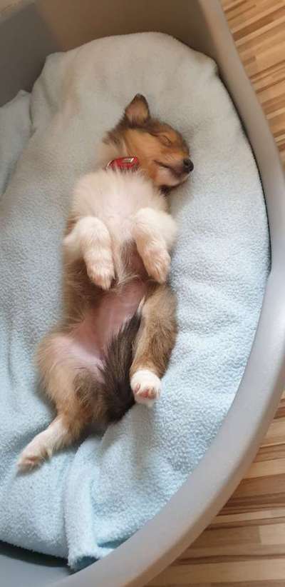 Die Dogorama Wochen Challenge-Beitrag-Bild