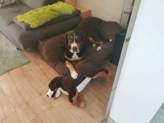 Schweizer Sennenhunde-Beitrag-Bild