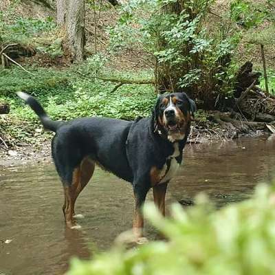 Hundetreffen-Gassi gehen & Wandern-Bild