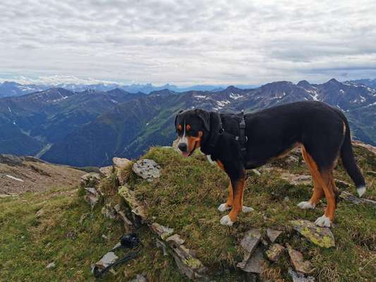 Dogorama Photo Challenge - Tierischer Urlaub-Beitrag-Bild