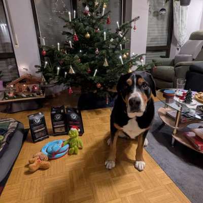 aktuelles Foto Gruppe Sennenhunde (Berner, Appenzeller, Grosser Schweizer, Entlebucher)