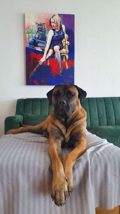 Mischlingshunde Foto Aufruf-Beitrag-Bild