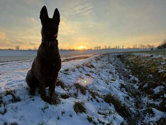 Hundetreffen-Welpen treffen und große belaste Hunde-Bild