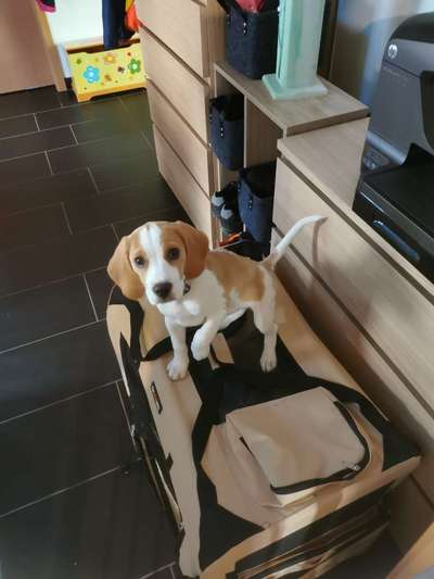 Die Dogorama Kalender Challenge Titelbild-Beitrag-Bild