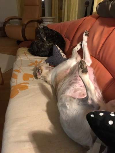 Zeigt mir die lustigsten Schlafpositionen eurer Fellnasen-Beitrag-Bild