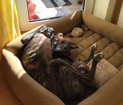 Zeigt mir die lustigsten Schlafpositionen eurer Fellnasen-Beitrag-Bild