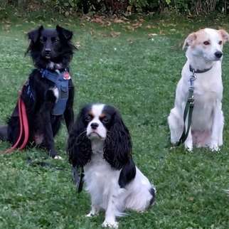Giftköder-Das große Hunde 1x1 - Aufbaukurs-Bild