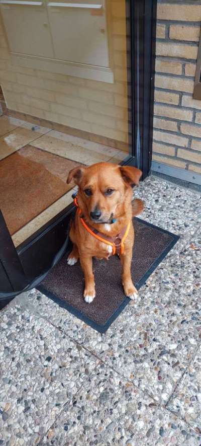 Hundetreffen-Hundebegegnung/Gassi-Runde-Bild