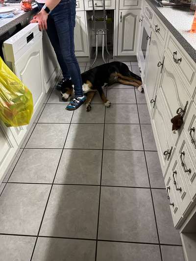 Schweizer Sennenhunde-Beitrag-Bild