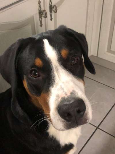 Schweizer Sennenhunde-Beitrag-Bild