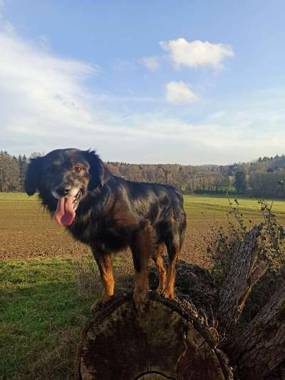 Mischlinge raten - Rätselspaß-Beitrag-Bild