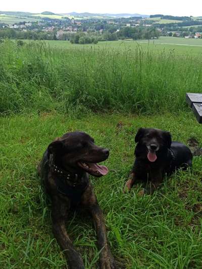 Mischlinge raten - Rätselspaß-Beitrag-Bild