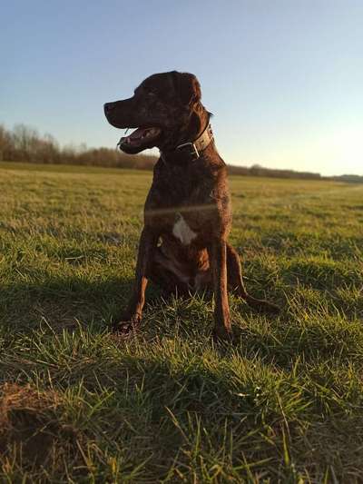 Mischlinge raten - Rätselspaß-Beitrag-Bild