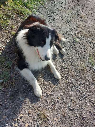 Aussies-Beitrag-Bild