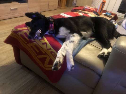 Fotochallenge Guten Appetit! Dein Hund beim futtern-Beitrag-Bild