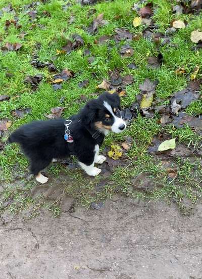 Die Dogorama Kalender Challenge Teil 1/4-Beitrag-Bild