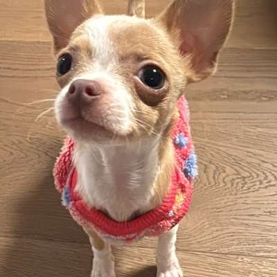 Hundetreffen-1kg Welpe sucht Spielpartner in Essen Werden-Bild