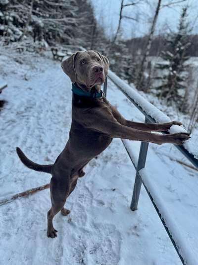 Hundetreffen-Spielbuddys für Pepe-Bild