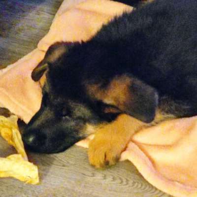 Hundetreffen-Welpen treffen im Umkreis Wittenberg