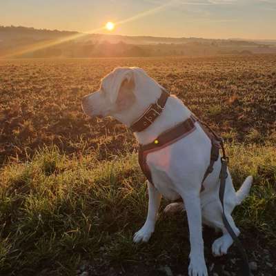 Hundetreffen-Walk and Talk-Bild