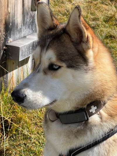 Hundetreffen-Spazieren und spielen lassen-Bild