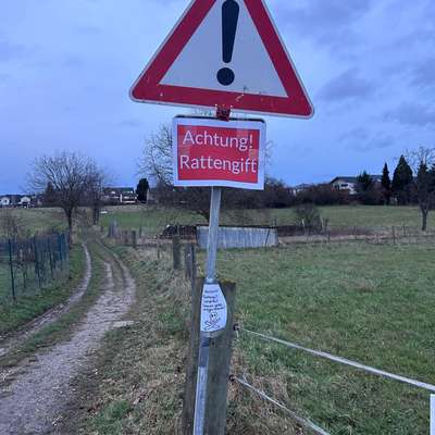 Giftköder-Blaue Kugeln (Rattengift oder Schneckenkorn)-Bild