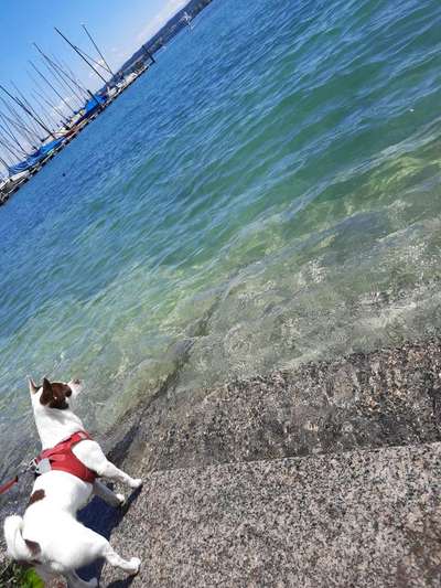 Dogorama-Monats-Challenge-Mai "Wasser"-Beitrag-Bild