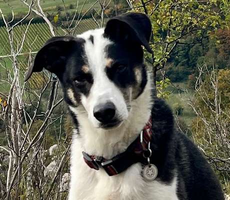 Hundetreffen-Zusammen Gassi gehen-Bild