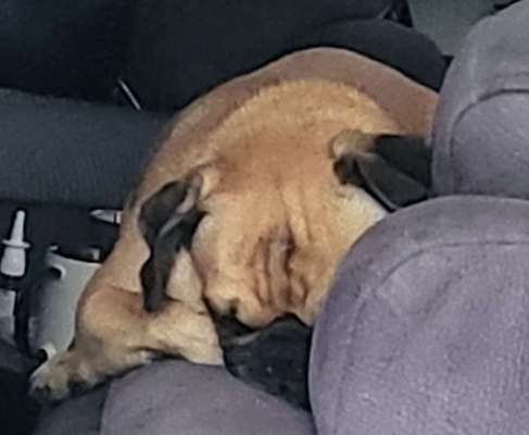 Foto-Challenge: Der schmollende Hund-Beitrag-Bild