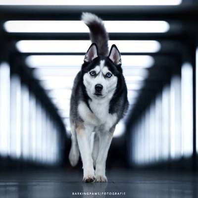 Hundetreffen-Fotoshooting Hund-Bild