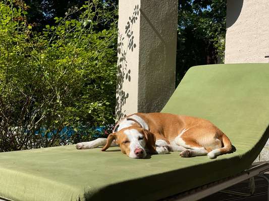 52. Collagenchallenge: Dein Hund im Sonnenschein-Beitrag-Bild