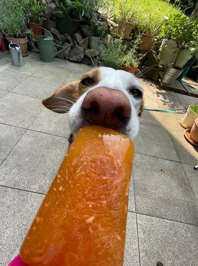 63. Handyfotochallenge   * Nase dran ! *-Beitrag-Bild