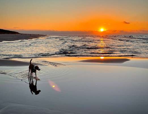 Dogorama Photo Challenge - Spieglein Spieglein . . .-Beitrag-Bild