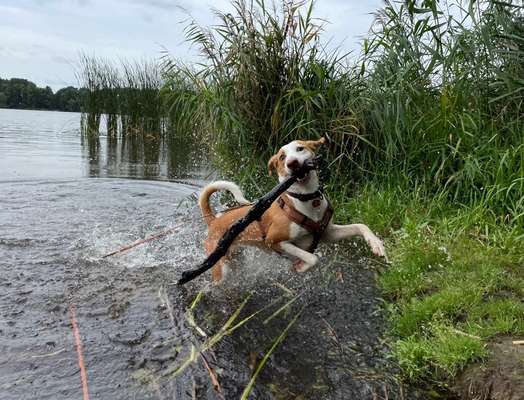 61. Handyfotochallenge - der springende Hund-Beitrag-Bild
