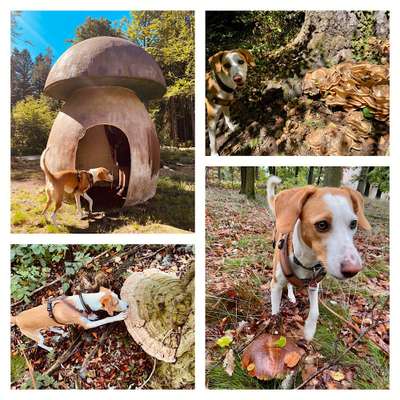 59. Foto-Collagen- Challenge: Pilze-Beitrag-Bild