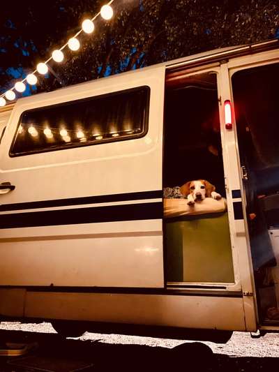 Foto Challenge Thema "Hunde im Auto"-Beitrag-Bild