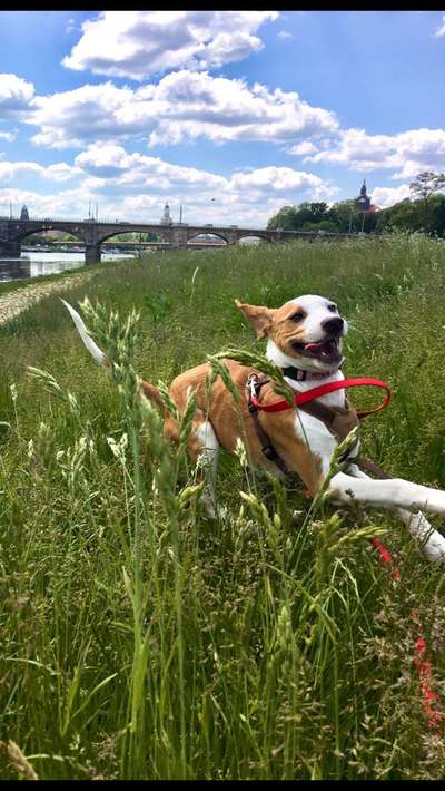 Die Dogorama Monats Challenge "Es grünt und blüht"-Beitrag-Bild