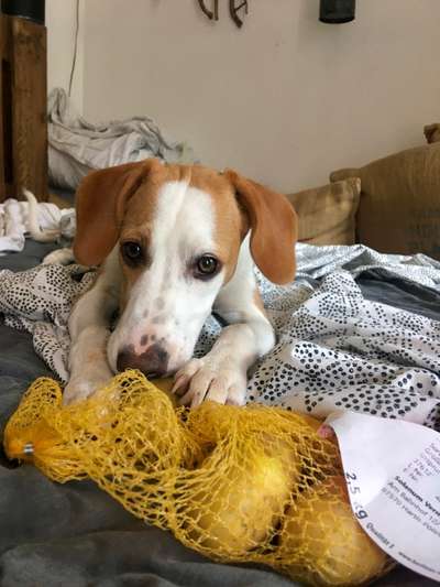 Foto-Challenge: Der unschuldige Hund:"Ich war's nicht!"-Beitrag-Bild