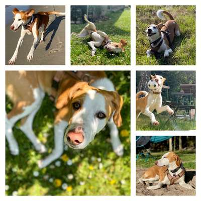 52. Collagenchallenge: Dein Hund im Sonnenschein-Beitrag-Bild