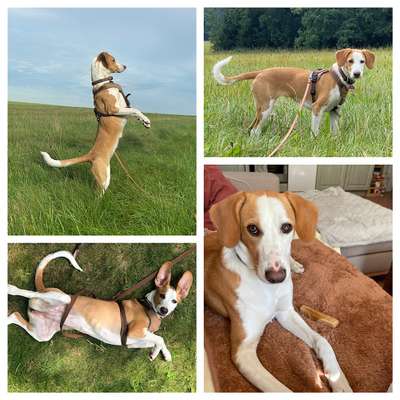 Podencomischling oder Podenco-Beitrag-Bild