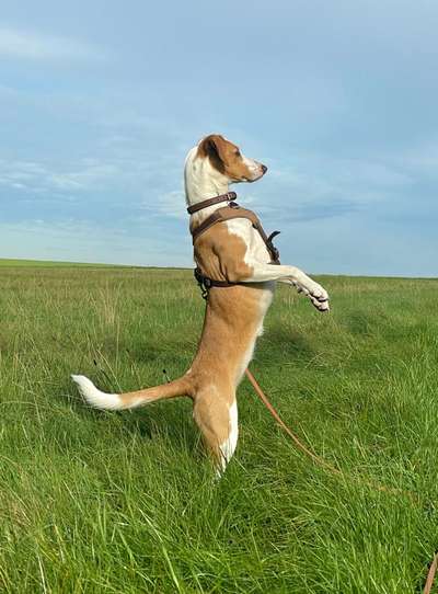 149. Foto Challenge: Wer ist hier der Boss!-Beitrag-Bild