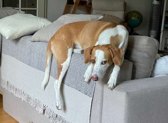 Foto-Challenge: Der schmollende Hund-Beitrag-Bild